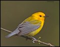 _4SB1348 prothonotary warbler